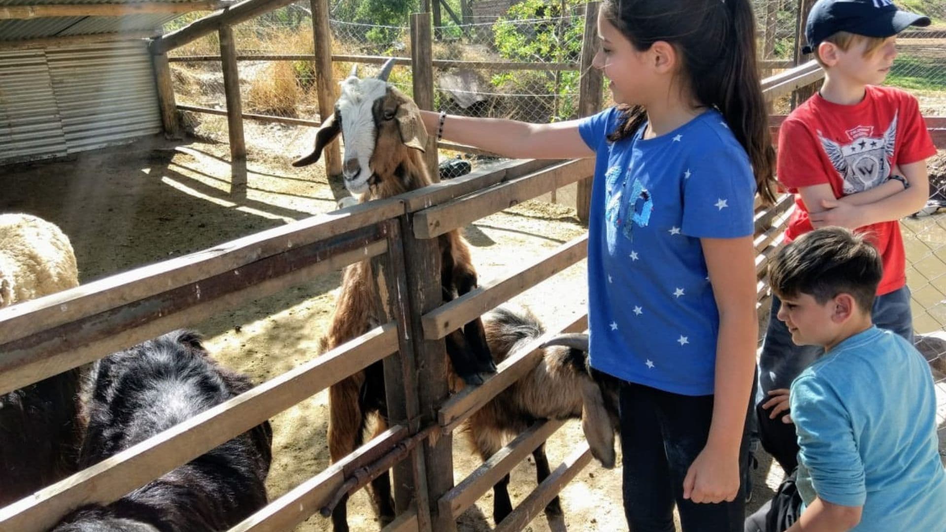 Students interacting with animals during a farm outing